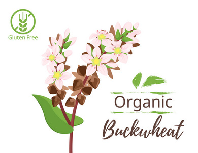 荞麦谷物图片-荞麦谷物素材-荞麦谷物插画-摄图新视界