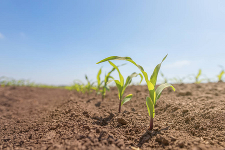 生长在田间的幼青玉米.玉米幼苗照片