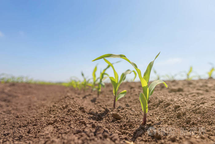 生长在田间的幼青玉米玉米幼苗