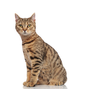 侧坐黄白花猫可爱的坐姿条纹英国折叠猫的侧面视图照片