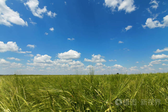 绿色麦田景观.青麦田