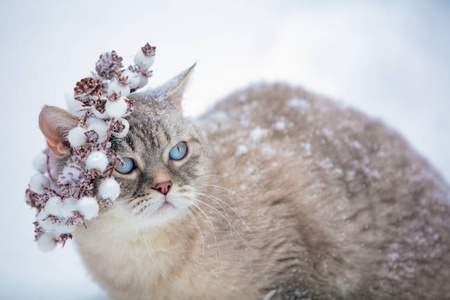 冬天猫戴圣诞花环的肖像图片