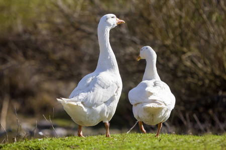 两只白色的大鹅和平地一起走在绿色的草地上照片