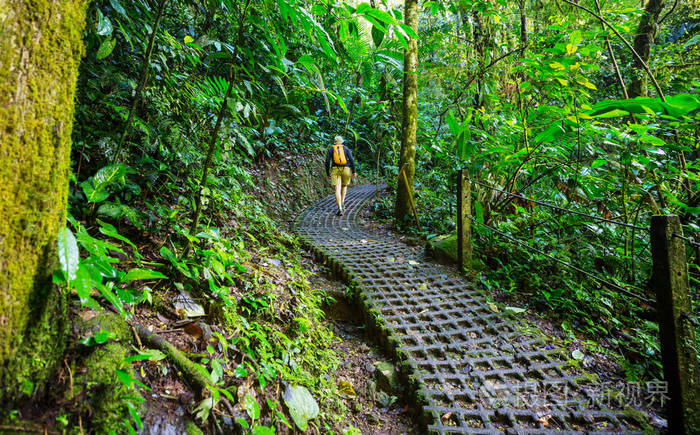 徒步旅行绿色热带丛林哥斯达黎加中美洲