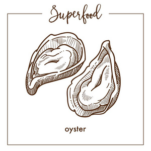 海鲜名称美味的天然牡蛎在硬壳单色超级食品海皮素描.