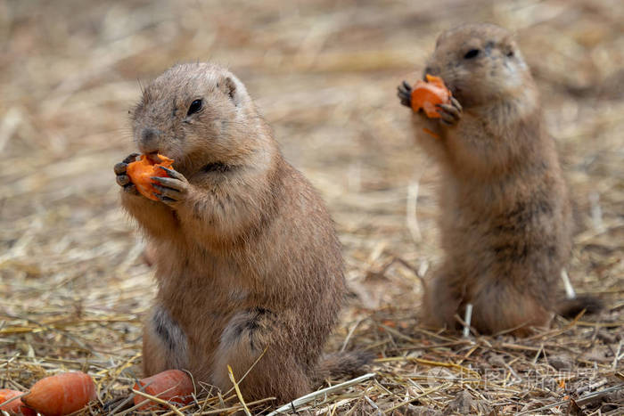 草原狗犬科动物正在吃胡萝卜