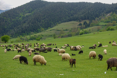 绿色草地,马,牛,羊,artvin,savsat相似素材图片-摄图新视界