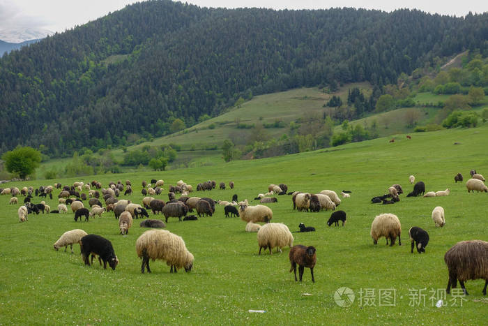 绿色草地,马,牛,羊,artvin,savsat
