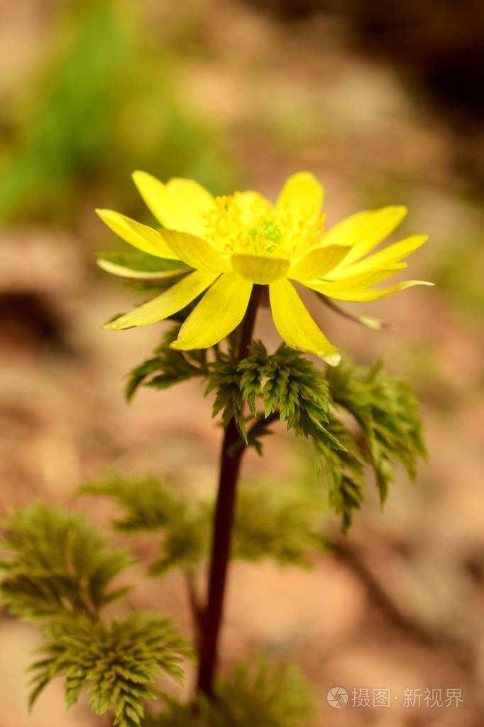 亮黄色林花近缘/紫草是毛科多年生草本植物.