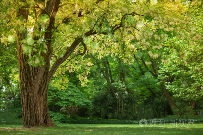 柔和的黄色阳光穿过一棵美丽的大树,春天开着白色的花,可以作为背景