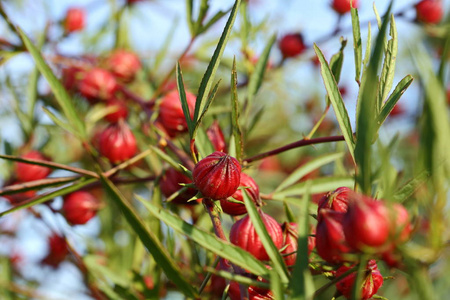 乔木上的木槿或玫瑰果.照片