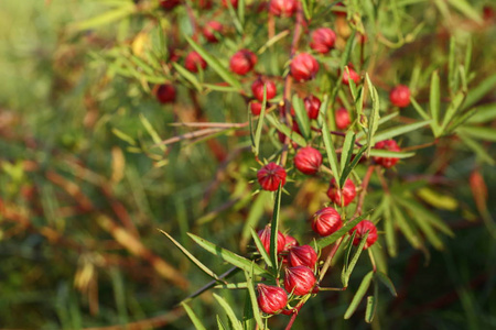 乔木上的木槿或玫瑰果.照片