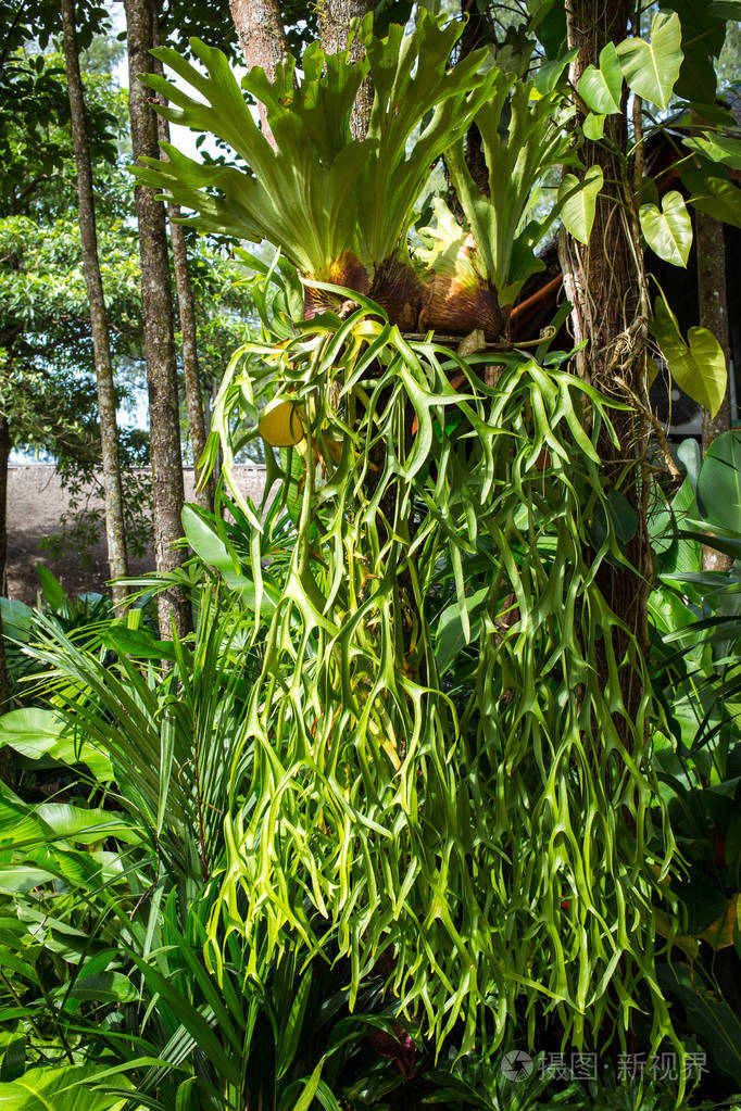 森林中的鹿角蕨