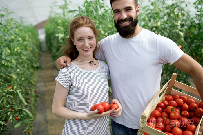 年轻微笑的农业工人和男人在温室里收割西红柿。