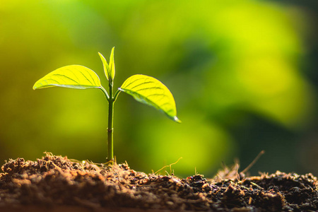 植树爱护拯救世界,双手护着自然的幼苗和黄昏的阳光照片