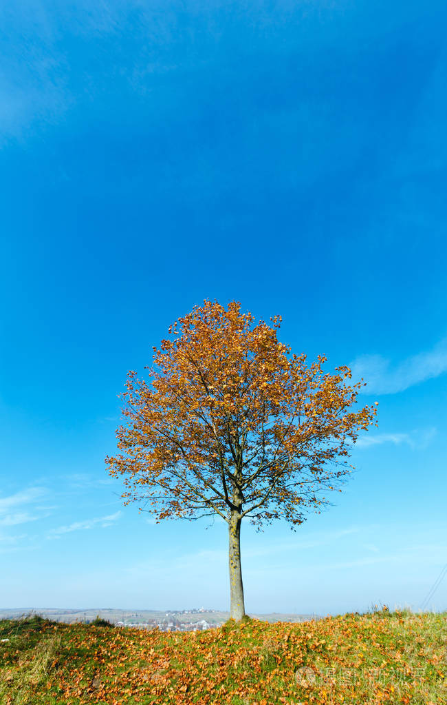 蓝天背景上山顶上孤独的秋枫树。