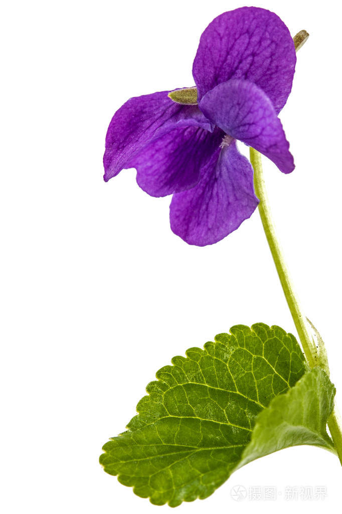 白色背景中分离出的紫罗兰花