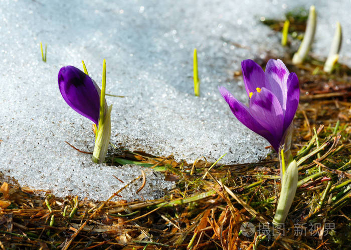 五颜六色的花朵 紫色紫红花 雪红花 番红花 高山花 在春天 喀尔巴阡山高原 乌克兰 欧洲 美丽的概念春天或初夏场景 照片 正版商用图片1s0ydk 摄图新视界