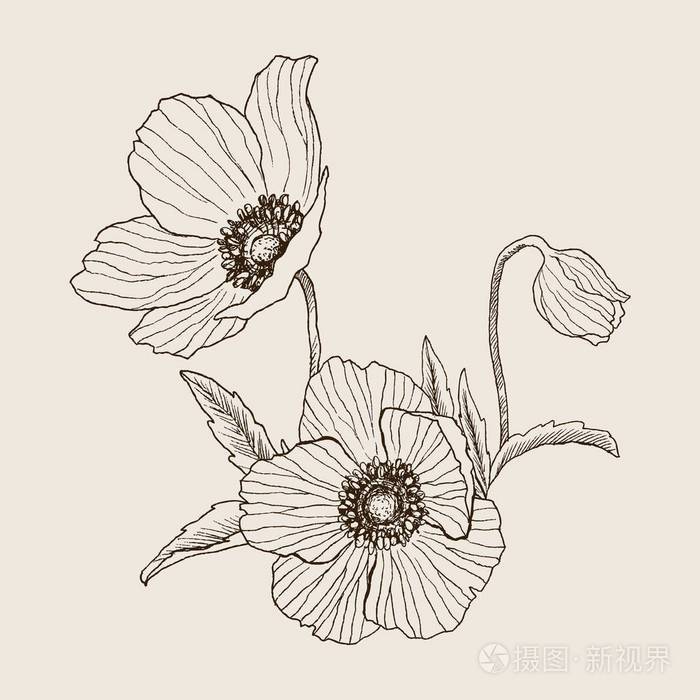 海葵花矢量画花束孤立的野生植物和树叶草药雕刻风格插图详细的植物