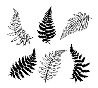 蕨类植物叶的矢量植物学例证图片