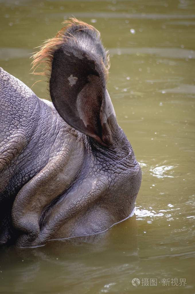 印度犀牛在池塘里游泳的肖像