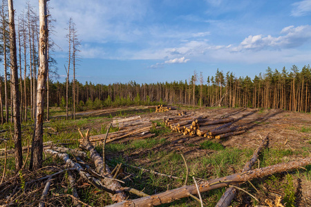 在森林里的伐木. 森林地块从树木中清除.