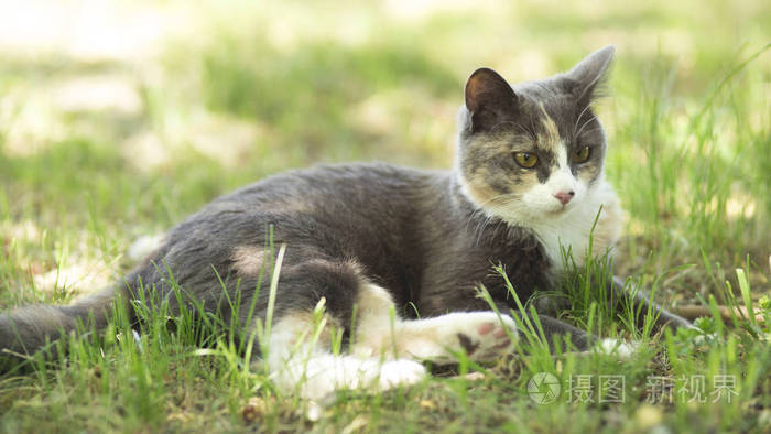 夏天一只美丽的猫躺在草地上的肖像,宠物正在阳光下安息在大自然上.