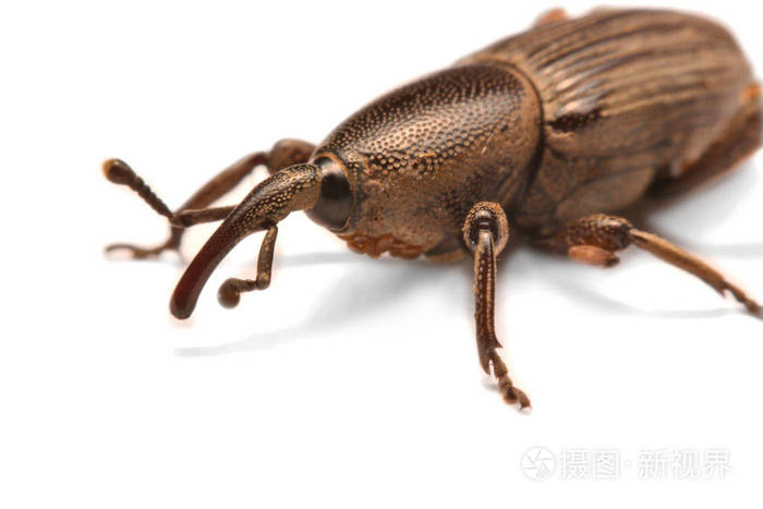 白皮上分离的橡实象鼻虫