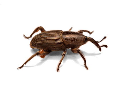 象鼻虫鞘翅目图片