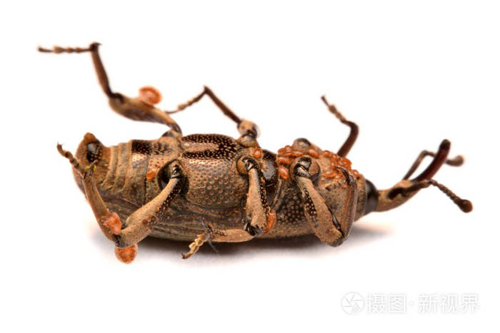白皮上分离的橡实象鼻虫