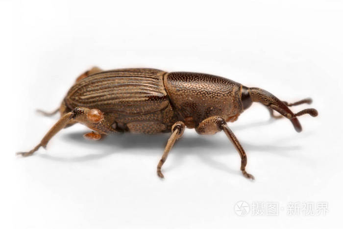 白皮上分离的橡实象鼻虫