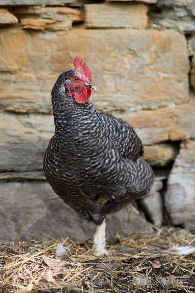 野外自由范围鸡