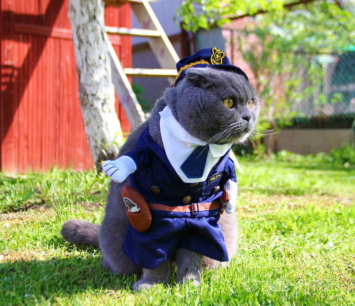 苏格兰折叠猫穿着警服,蓝色制服帽,坐在地上,非常小