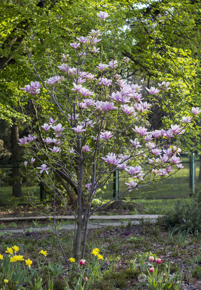 盛开的白玉兰树许多招标花