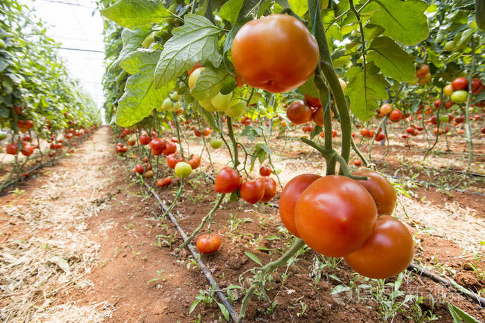 西红柿种植温室农业