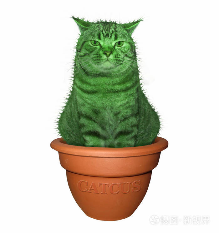 猫仙人掌坐在花盆里 白色背景 照片 正版商用图片1s1fi0 摄图新视界 猫仙人掌坐在花盆里 白色背景 照片 正版商用图片1s1fi0 摄图新视界