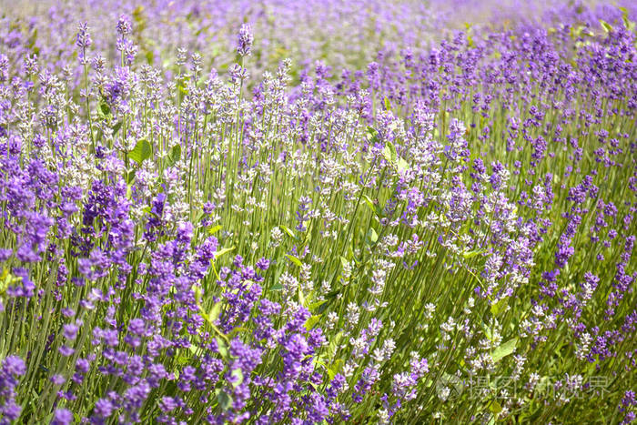 夕阳下,薰衣草灌木丛很近. 薰衣草花丛盛开. 紫色的田野花背景.