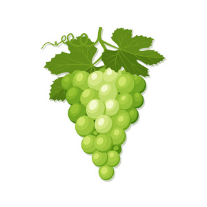 一串叶子一串绿色的葡萄叶子的图标照片