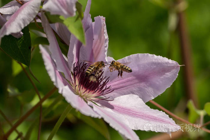 蜜蜂在花的花粉和花蜜