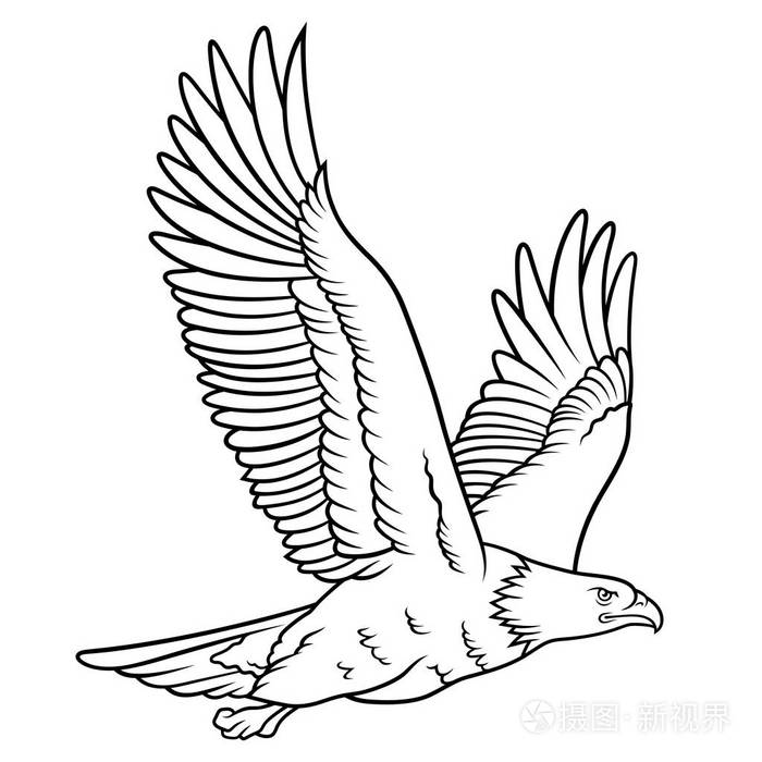秃鹰素描.此矢量图可用于t恤,纹身元素或其他用途