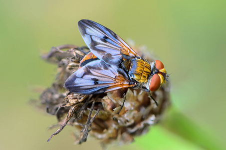 翅膀上有斑点的美丽苍蝇的肖像照片