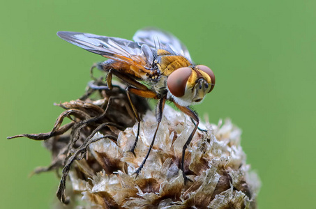 苍蝇的翅膀图片