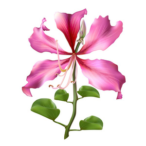 紫荆花背景图片-紫荆花背景素材-紫荆花背景插画-摄图新视界