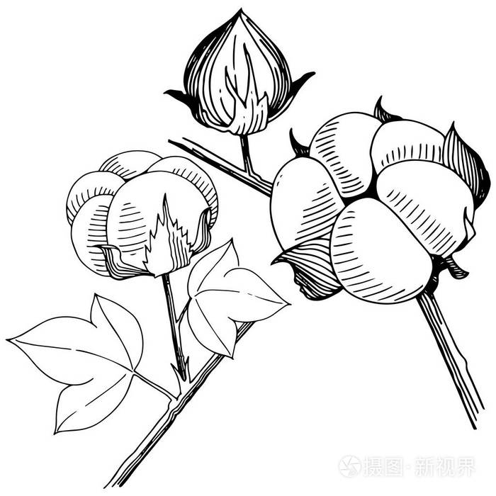 病媒棉花花卉植物花野生春叶野花隔离矢量野花为背景纹理包装图案框架