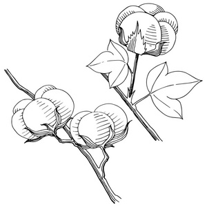 病媒棉花 花卉植物花 野生春叶野花隔离.