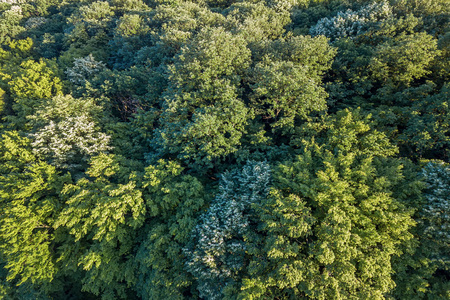 从上面俯瞰森林森林景观.插画