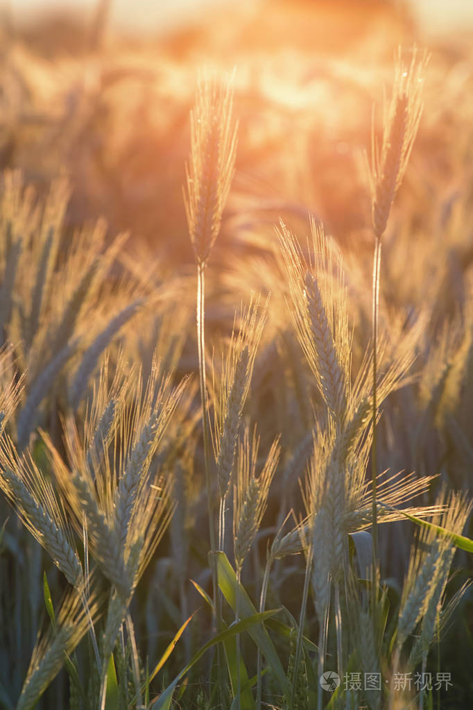 阳光透过成熟的小麦照耀.