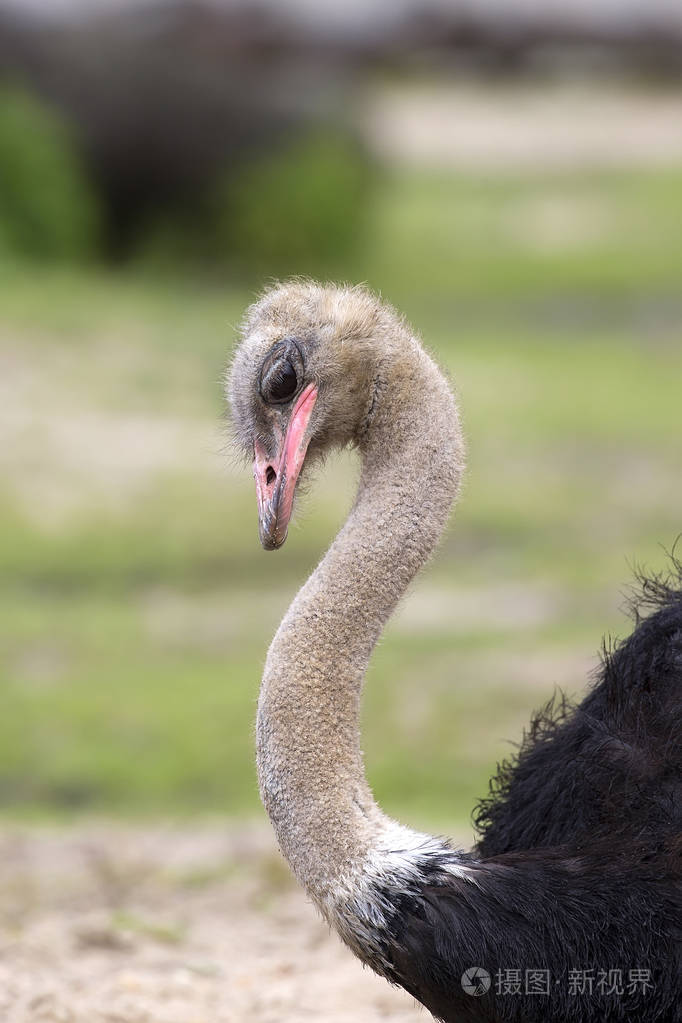 鸵鸟在野外的肖像