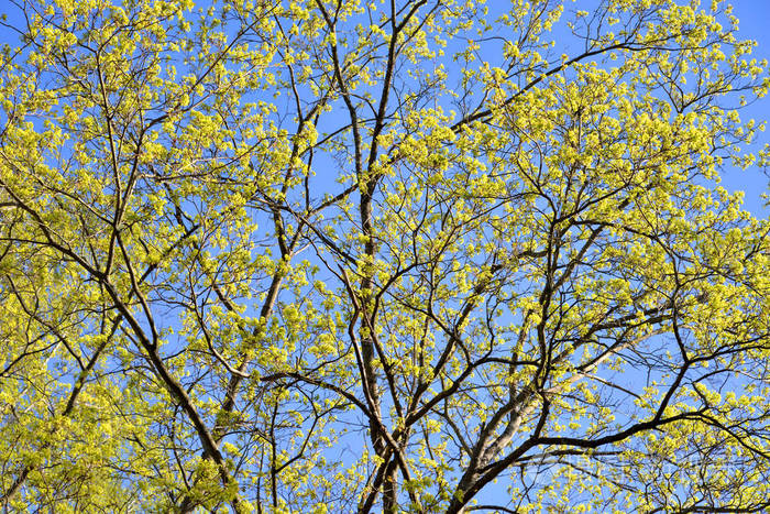 蓝天背景上有年轻的春天叶子的树