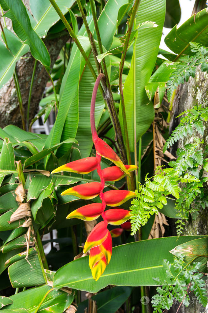 印度尼西亚托巴湖萨莫西尔岛热带花卉景观